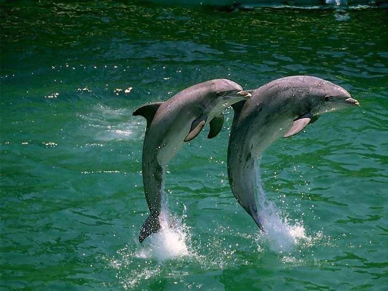 delfíni.jpg